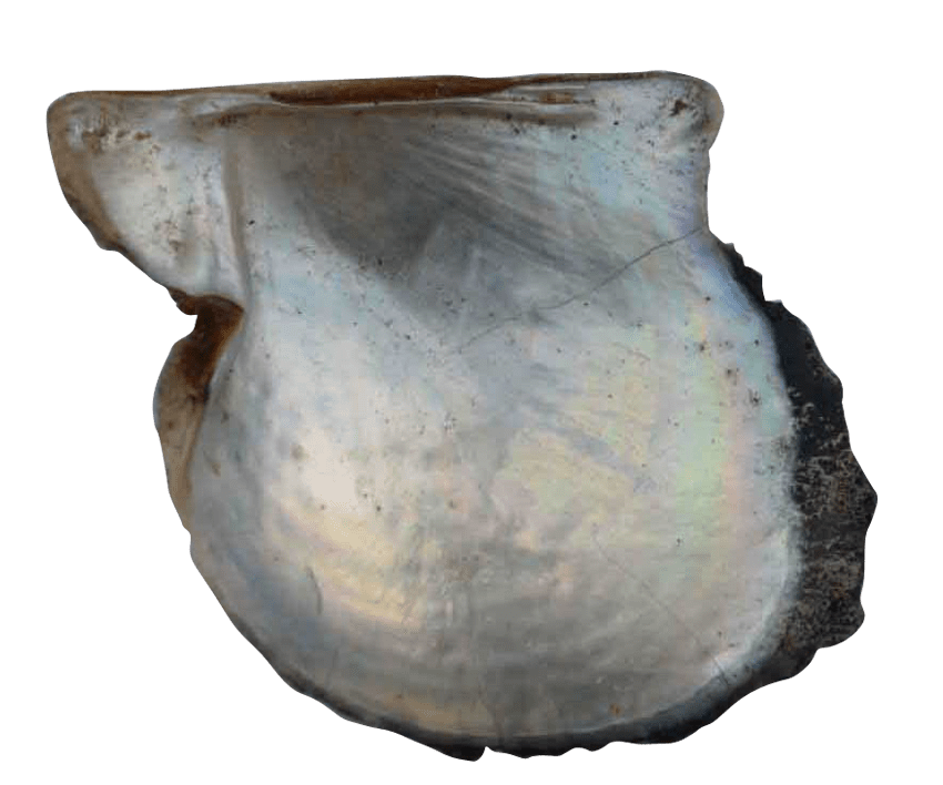 Australian Mother of Pearl Co. Pty Ltd